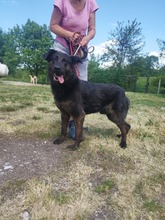 MEX, Hund, Mischlingshund in Ungarn - Bild 1