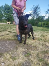 MEX, Hund, Mischlingshund in Ungarn - Bild 4