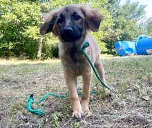 BELLA, Hund, Deutscher Schäferhund-Mix in Rumänien