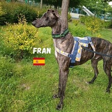FRAN, Hund, Galgo Español in Spanien - Bild 2