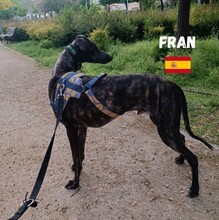 FRAN, Hund, Galgo Español in Spanien - Bild 3