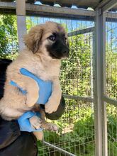 THEO, Hund, Mischlingshund in Rumänien - Bild 2