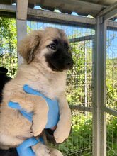 THEO, Hund, Mischlingshund in Rumänien - Bild 3