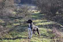LOKI, Hund, Affenpinscher in Griechenland - Bild 3