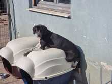 LOKI, Hund, Affenpinscher in Griechenland - Bild 5