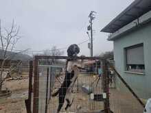 LOKI, Hund, Affenpinscher in Griechenland - Bild 6