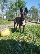 ARWEN, Hund, Mischlingshund in Ungarn - Bild 1