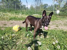 ARWEN, Hund, Mischlingshund in Ungarn - Bild 2
