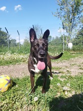 ARWEN, Hund, Mischlingshund in Ungarn - Bild 3