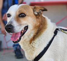 FIFFI, Hund, Mischlingshund in Rumänien - Bild 1