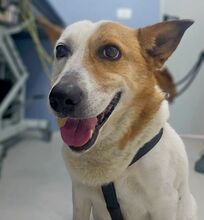 FIFFI, Hund, Mischlingshund in Rumänien - Bild 2