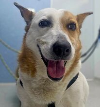 FIFFI, Hund, Mischlingshund in Rumänien - Bild 3
