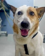 FIFFI, Hund, Mischlingshund in Rumänien - Bild 4