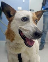 FIFFI, Hund, Mischlingshund in Rumänien - Bild 5