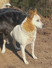 FIFFI, Hund, Mischlingshund in Rumänien - Bild 6