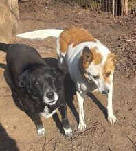 FIFFI, Hund, Mischlingshund in Rumänien - Bild 7