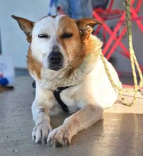 FIFFI, Hund, Mischlingshund in Rumänien - Bild 8