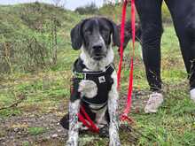 NANDO, Hund, Mischlingshund in Griechenland - Bild 1