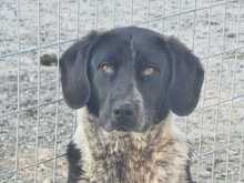 NANDO, Hund, Mischlingshund in Griechenland - Bild 2