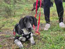 NANDO, Hund, Mischlingshund in Griechenland - Bild 3