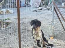 NANDO, Hund, Mischlingshund in Griechenland - Bild 4