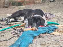NANDO, Hund, Mischlingshund in Griechenland - Bild 5