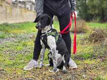 NANDO, Hund, Mischlingshund in Griechenland - Bild 6