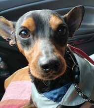 DARKO, Hund, Mischlingshund in Bad Karlshafen - Bild 1