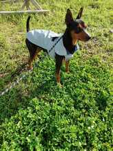 DARKO, Hund, Mischlingshund in Bad Karlshafen - Bild 3