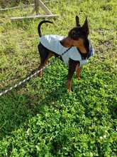 DARKO, Hund, Mischlingshund in Bad Karlshafen - Bild 4