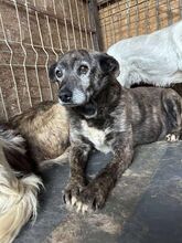 GERTI, Hund, Mischlingshund in Rumänien