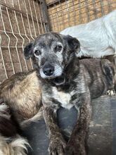 GERTI, Hund, Mischlingshund in Rumänien - Bild 2