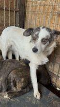 CANDY, Hund, Mischlingshund in Rumänien