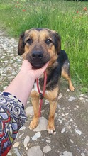 DARIA, Hund, Mischlingshund in Rumänien - Bild 1