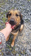 DARIA, Hund, Mischlingshund in Rumänien - Bild 2