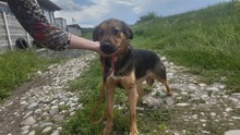 DARIA, Hund, Mischlingshund in Rumänien - Bild 3