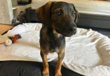 ROBBY, Hund, Mischlingshund in Steinheim - Bild 1