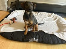 ROBBY, Hund, Mischlingshund in Steinheim - Bild 2