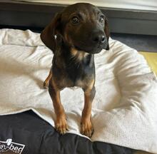 ROBBY, Hund, Mischlingshund in Steinheim - Bild 3