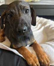 ROBBY, Hund, Mischlingshund in Steinheim - Bild 4
