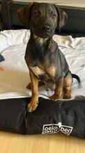 ROBBY, Hund, Mischlingshund in Steinheim - Bild 5