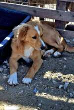 MISTERX, Hund, Mischlingshund in Rumänien - Bild 2