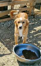 MISTERX, Hund, Mischlingshund in Rumänien - Bild 3