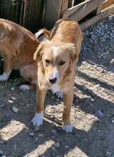 MISTERX, Hund, Mischlingshund in Rumänien - Bild 4
