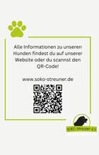 MISTERX, Hund, Mischlingshund in Rumänien - Bild 5