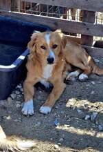 MISTERX, Hund, Mischlingshund in Rumänien - Bild 6