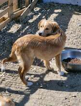 MISTERX, Hund, Mischlingshund in Rumänien - Bild 7