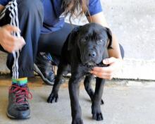 ODISSEO, Hund, Cane Corso-Mix in Italien - Bild 1