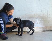 ODISSEO, Hund, Cane Corso-Mix in Italien - Bild 10