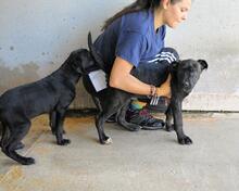 ODISSEO, Hund, Cane Corso-Mix in Italien - Bild 11